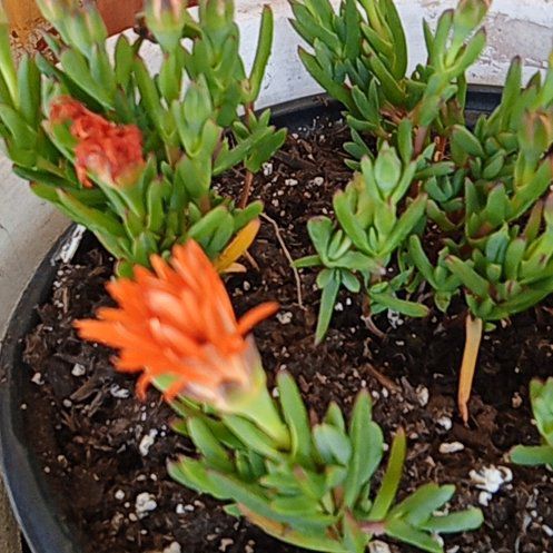 Photo of the plant species Iceplant by @FabTauhinu3 named Robert Plant on Greg, the plant care app