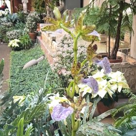 Photo of the plant species Trimezia gracilis by @ExpertSilkvine named Oscar on Greg, the plant care app