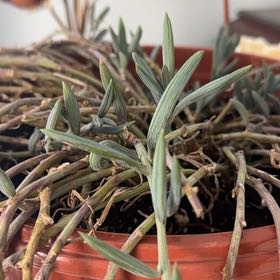 Photo of the plant species String of Fishhooks by @AproposCatnip11 named Glub on Greg, the plant care app