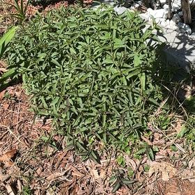Photo of the plant species Laurel Sumac by @SprightlyPuka91 named Rosa on Greg, the plant care app