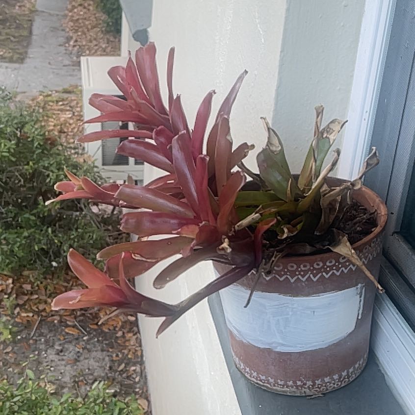 Photo of the plant species Neoregelia 'Fireball' by @StableChiltepin named Spike Leaves on Greg, the plant care app
