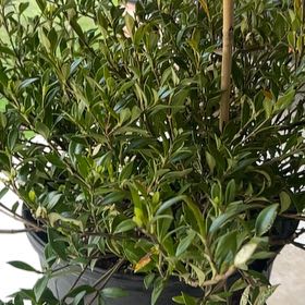 Photo of the plant species Miniature Gardenia by @HipWodyetia72 named Figyonce on Greg, the plant care app