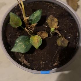 Photo of the plant species Chinese Evergreen Hot Pink Valentine Wishes by @CasualAster named Demi on Greg, the plant care app