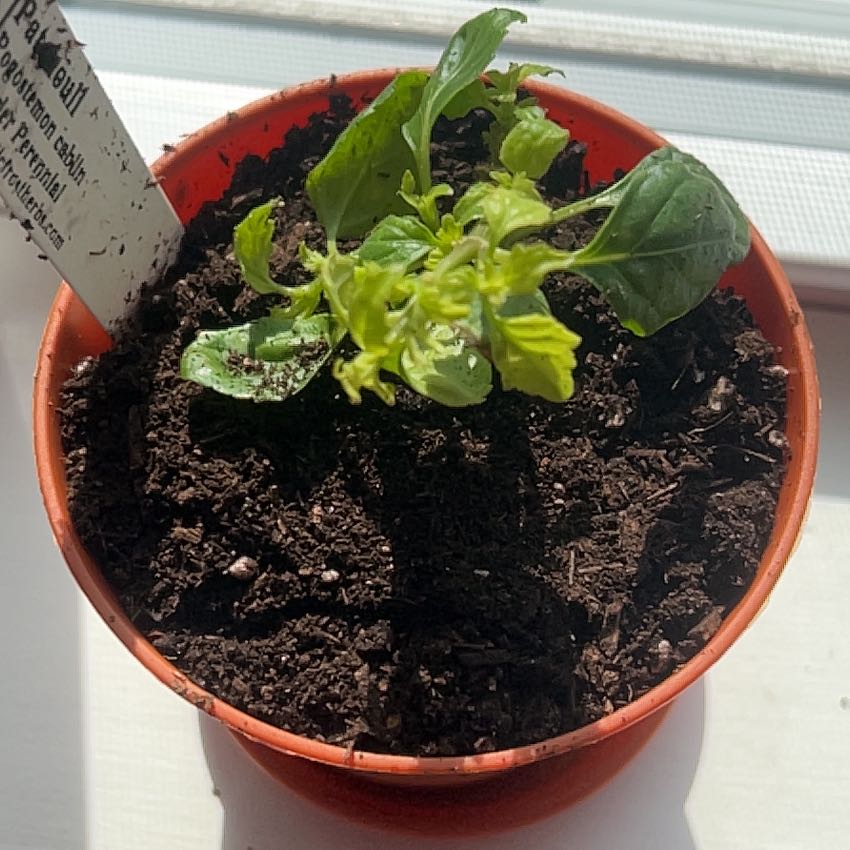 Photo of the plant species Patchouli by @YesTagetes43 named Sproutacus on Greg, the plant care app