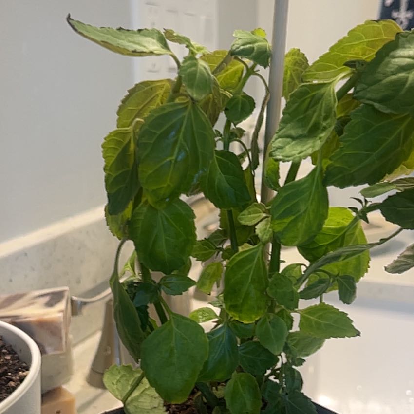 Photo of the plant species Patchouli by @YesTagetes43 named Orwell on Greg, the plant care app