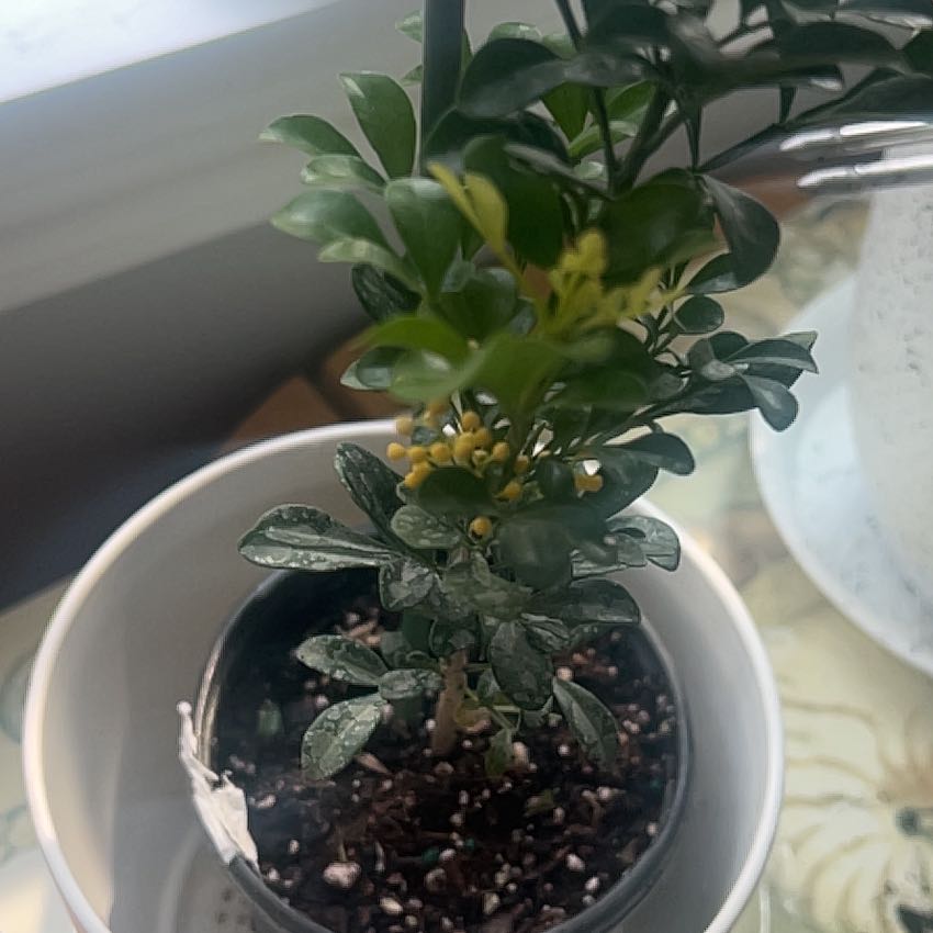 Photo of the plant species Chinese Perfume Plant by @YesTagetes43 named Surya on Greg, the plant care app
