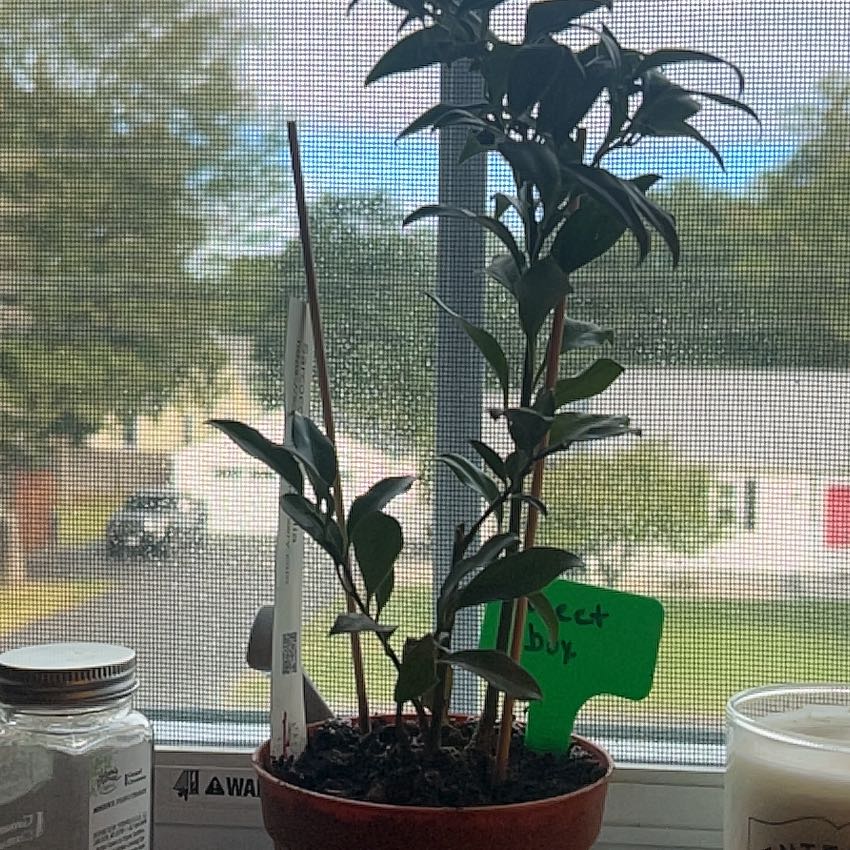 Photo of the plant species Sweet Box by @YesTagetes43 named Delilah on Greg, the plant care app