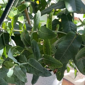 Photo of the plant species Tasmanian Blue Gum by @YesTagetes43 named Tupot amaroot on Greg, the plant care app