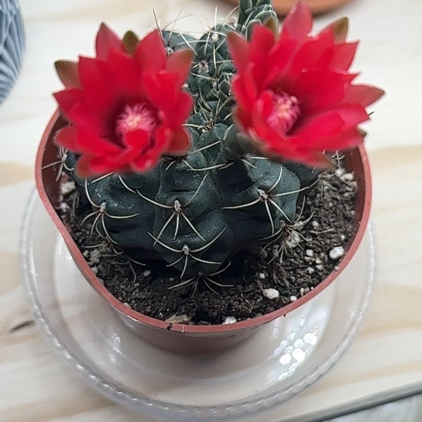 Photo of the plant species Chihuahuan Beehive by @TastyAcajou55 named Kesha on Greg, the plant care app