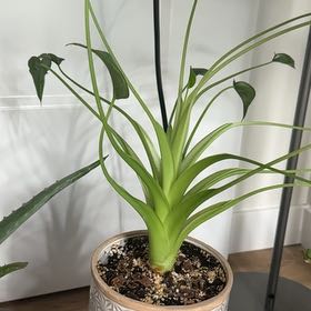 Photo of the plant species Alocasia Tiny Dancers by @TastyAcajou55 named Xena on Greg, the plant care app