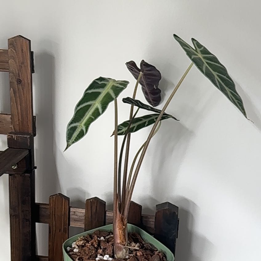 Photo of the plant species Africian Black Mask by @TastyAcajou55 named Gomez on Greg, the plant care app