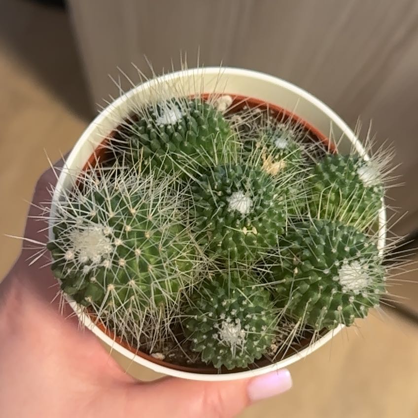 Photo of the plant species Mammillaria carnea by @TastyAcajou55 named Plato on Greg, the plant care app