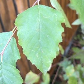 Photo of the plant species River Birch by @GenialFlatpea88 named Winston on Greg, the plant care app
