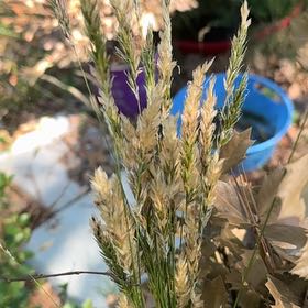 Photo of the plant species Smooth Meadowgrass by @GenialFlatpea88 named Bodhi on Greg, the plant care app