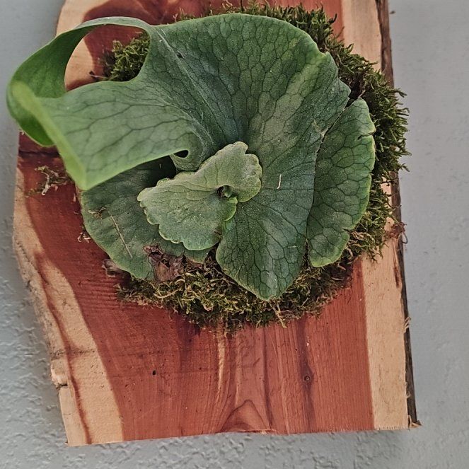 Photo of the plant species Staghorn Fern by @BossSilverspot named Homer on Greg, the plant care app