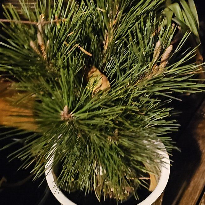 Photo of the plant species Japanese Thunderhead Pine by @BossSilverspot named Stella on Greg, the plant care app