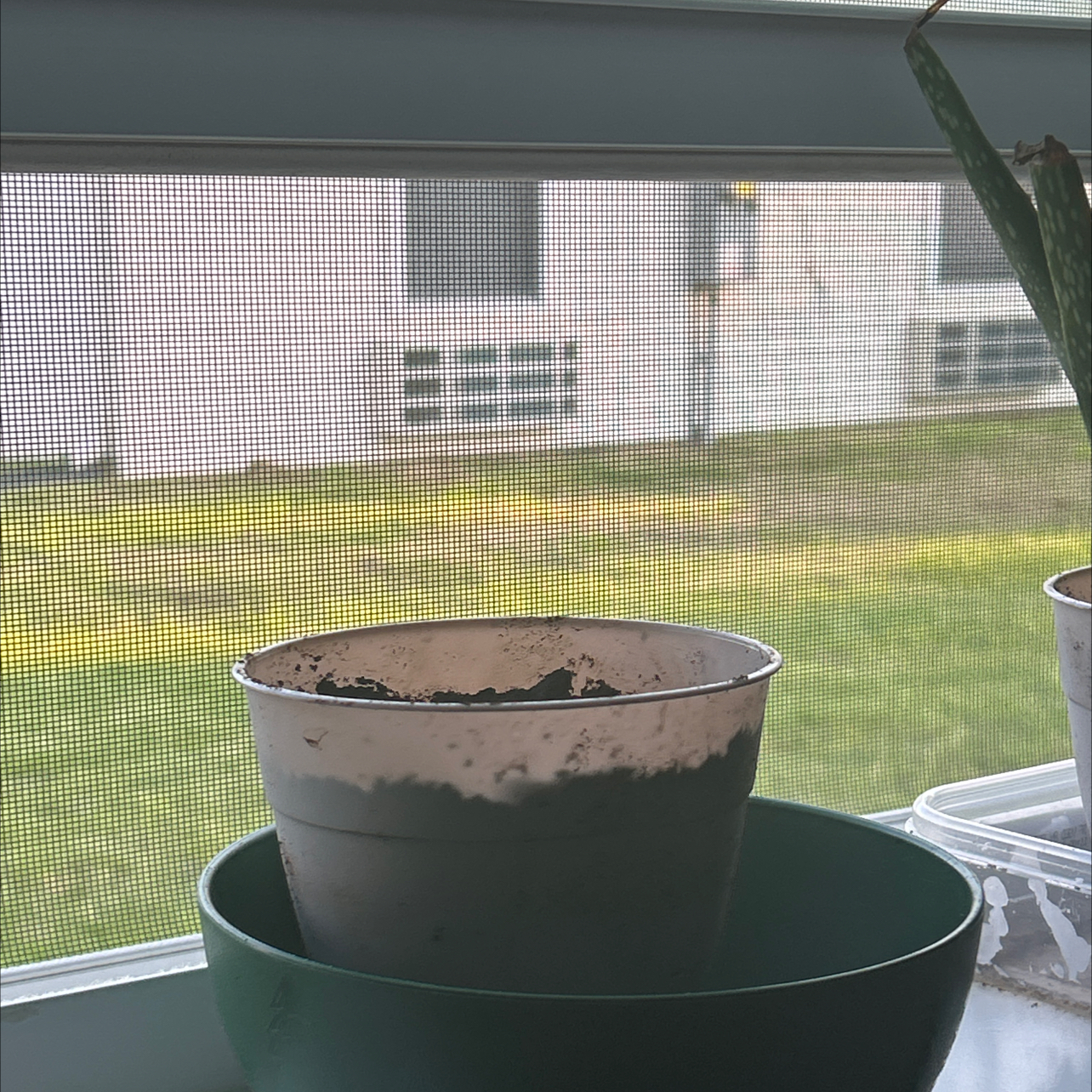 Photo of the plant species Ruby Red Grapefruit by @LitheSunsetaloe named Figyonce on Greg, the plant care app