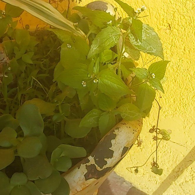 Photo of the plant species Hairy Galinsoga by @UndauntedKaraka named Demi on Greg, the plant care app