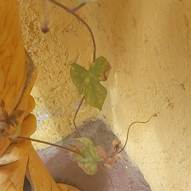 Photo of the plant species Japanese Morning Glory by @UndauntedKaraka named Zion on Greg, the plant care app