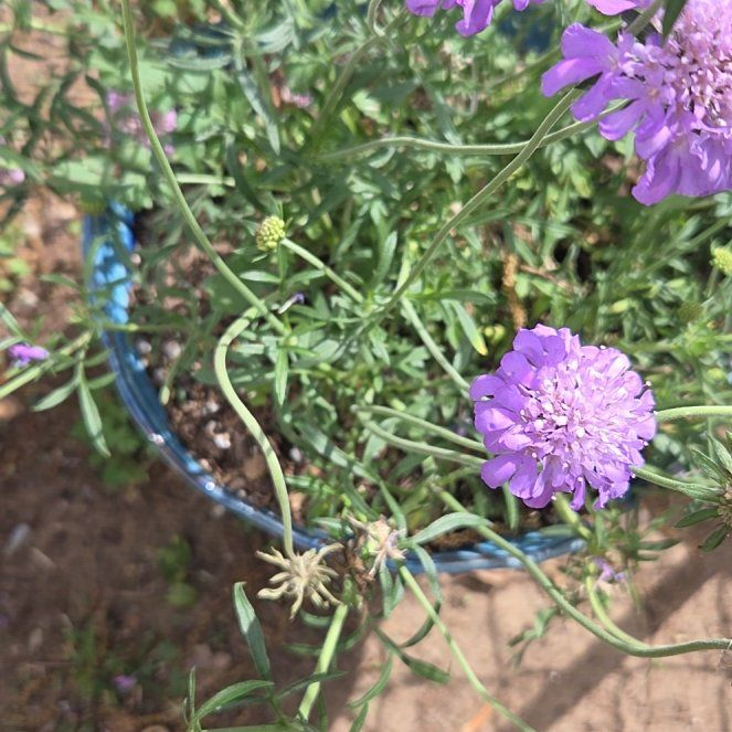 Photo of the plant species Sixalix atropurpurea by @HeroWatermint40 named Denali on Greg, the plant care app