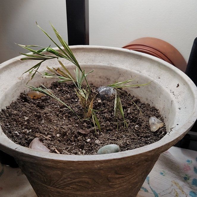 Photo of the plant species Mazari Palm by @luckyjewelz55 named Khaleesi on Greg, the plant care app