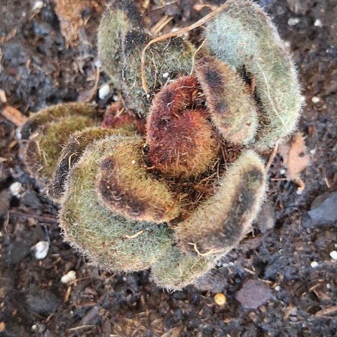 Photo of the plant species Chickpea Milkvetch by @FairSmoothoxeye named Spike Leaves on Greg, the plant care app