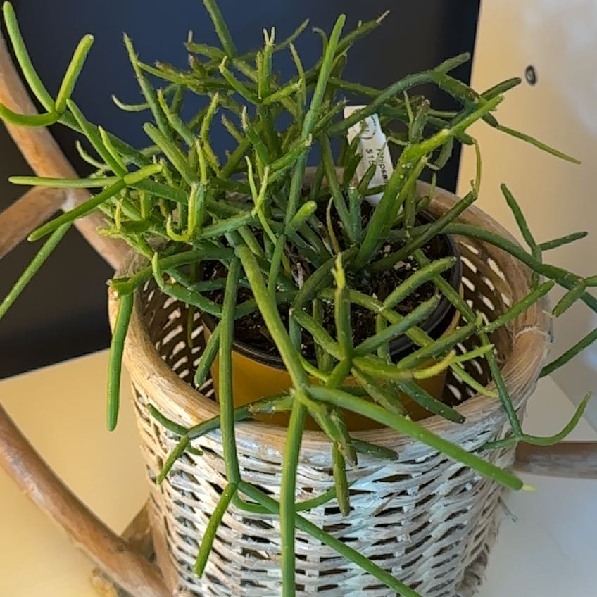 Photo of the plant species Mistletoe Cactus by @RomanticRye87 named Butch on Greg, the plant care app