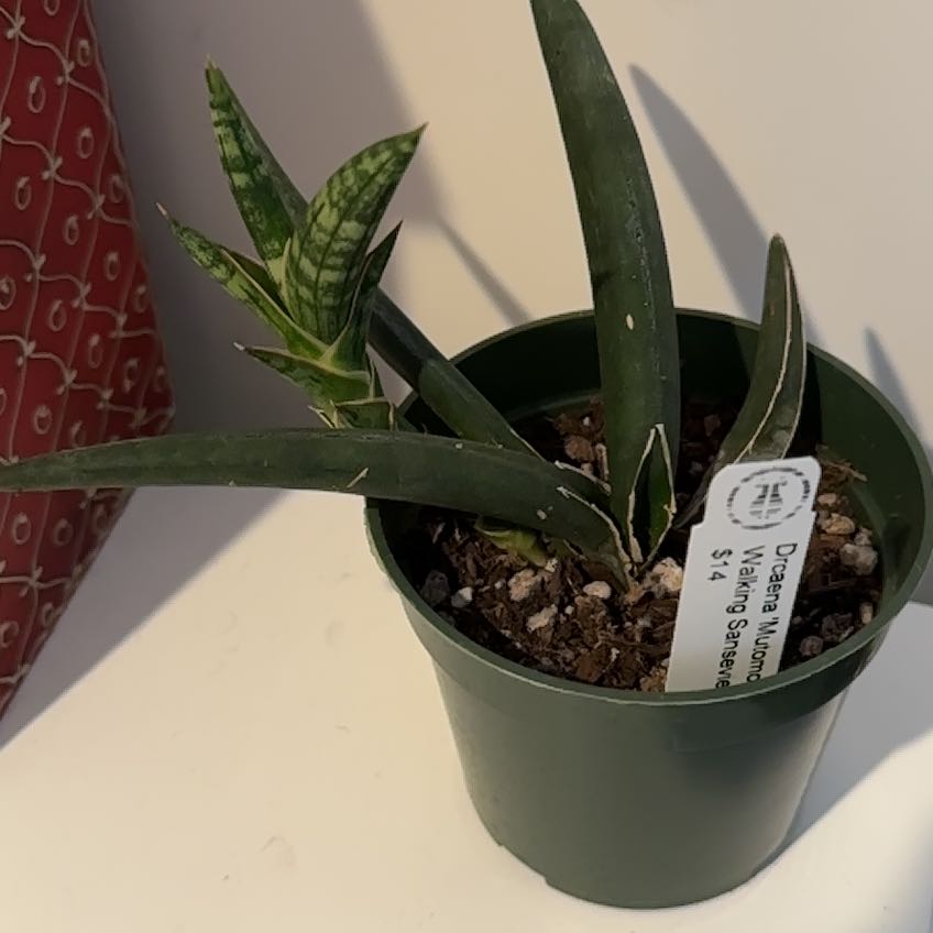 Photo of the plant species Dracaena suffruticosa by @RomanticRye87 named Forrest on Greg, the plant care app