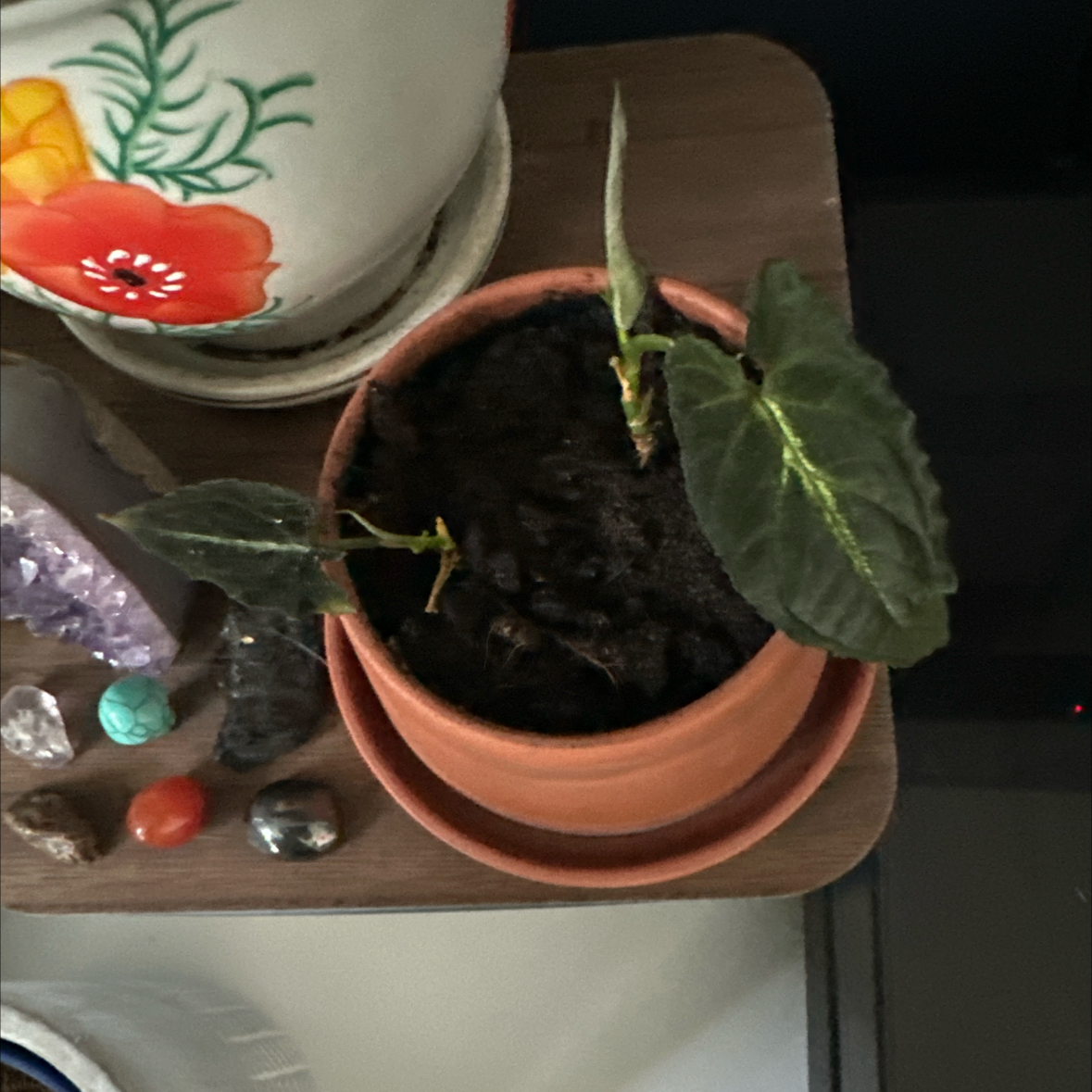 Photo of the plant species Syngonium Rayii by @RomanticRye87 named Syngo on Greg, the plant care app