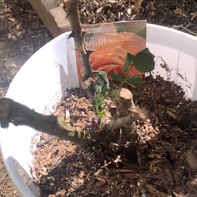 Photo of the plant species Hybrid Tea by @FamedWoodfern17 named Doja Cat on Greg, the plant care app