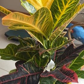 Photo of the plant species Oakleaf Croton by @ZanyTallverbena named Plankton on Greg, the plant care app