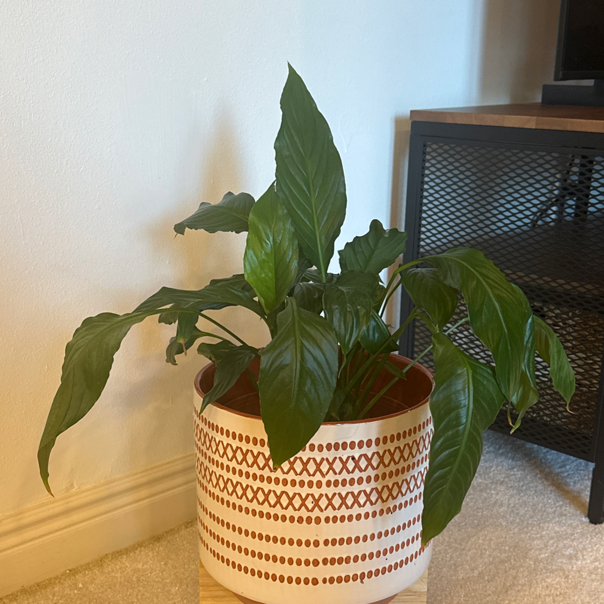 Photo of the plant species Sweet Pablo Peace Lily by @ZanyTallverbena named Pablo on Greg, the plant care app