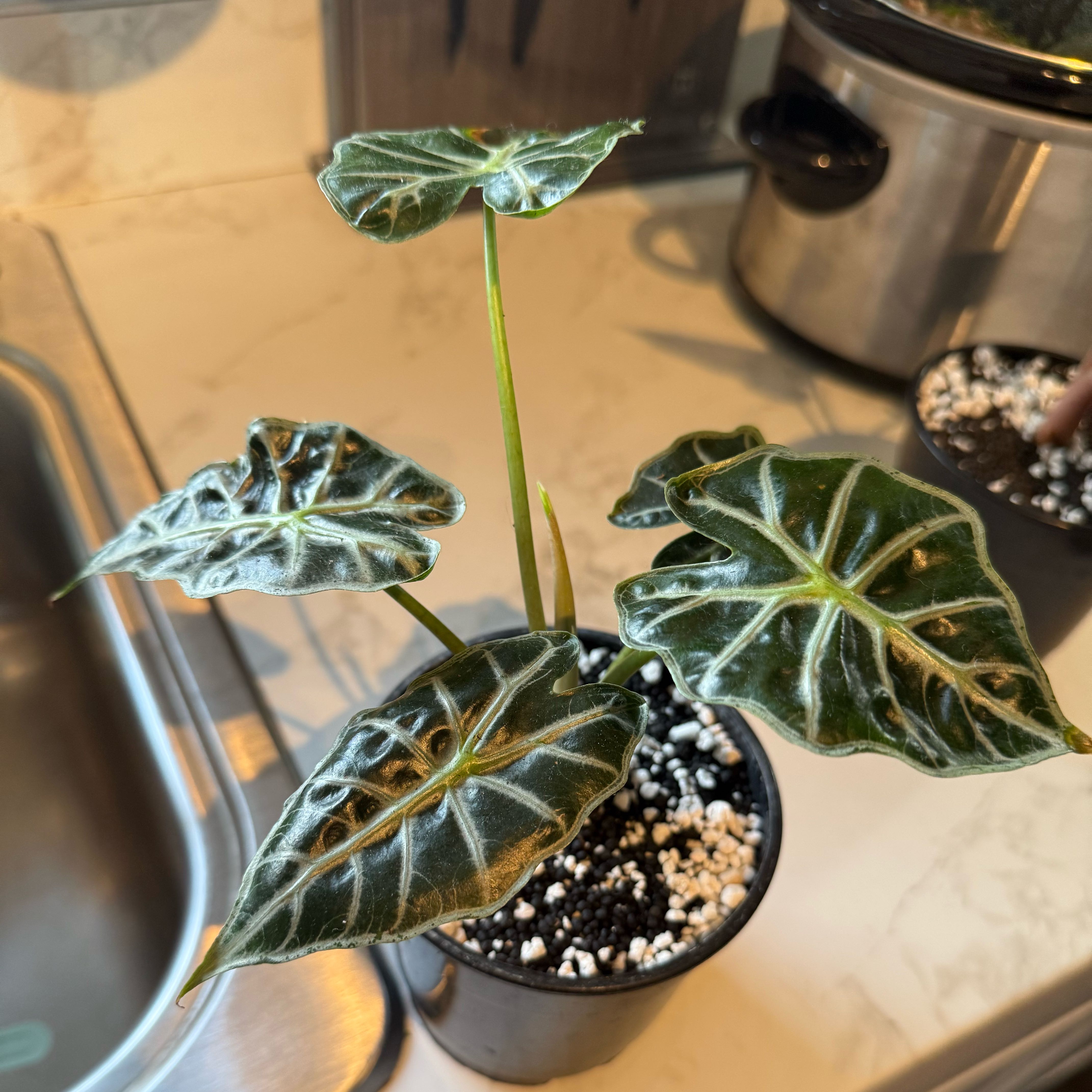Photo of the plant species Alocasia 'Mandalay' by @PrimaryChaya71 named Winston on Greg, the plant care app