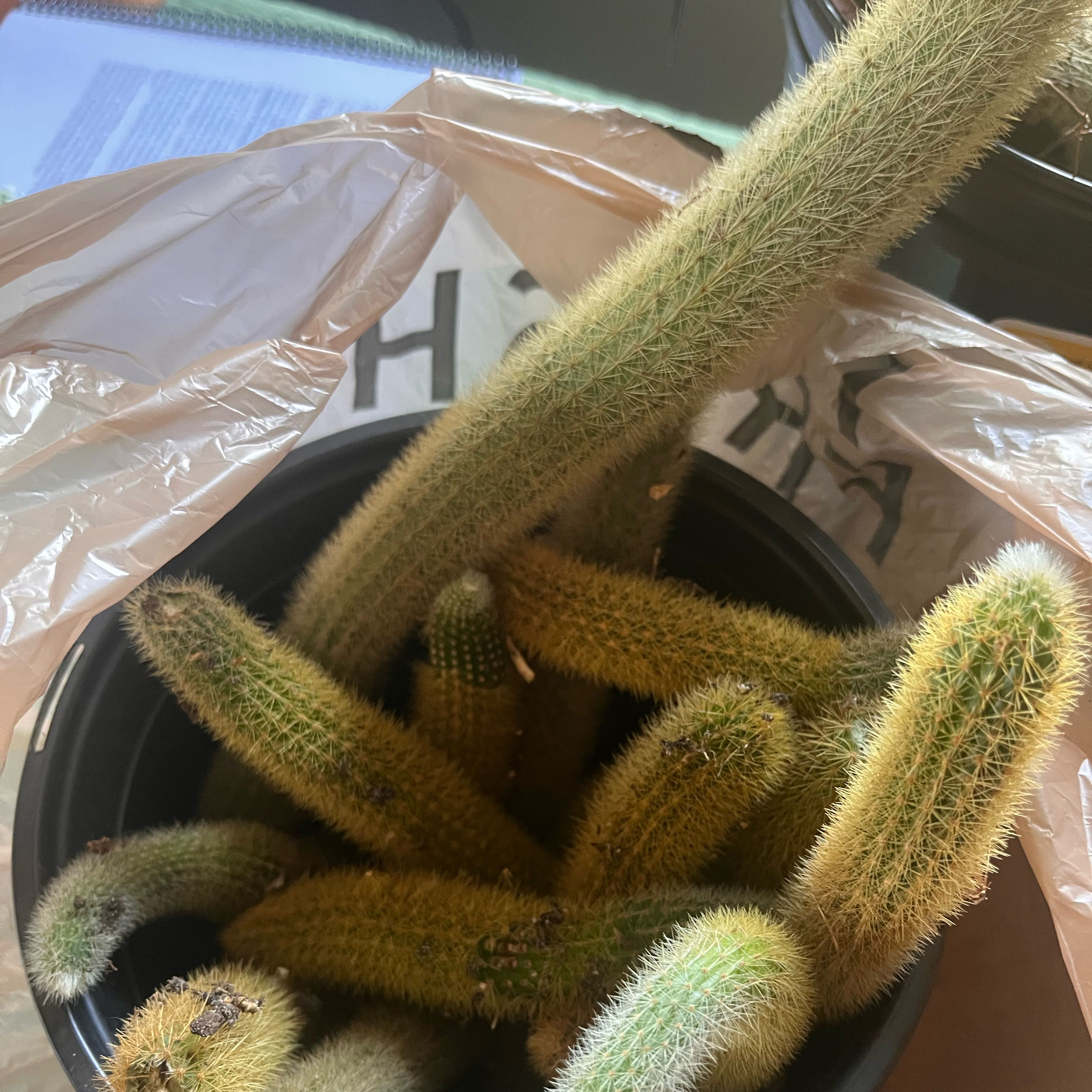 Photo of the plant species Monkey Tail by @PrimaryChaya71 named Diana on Greg, the plant care app