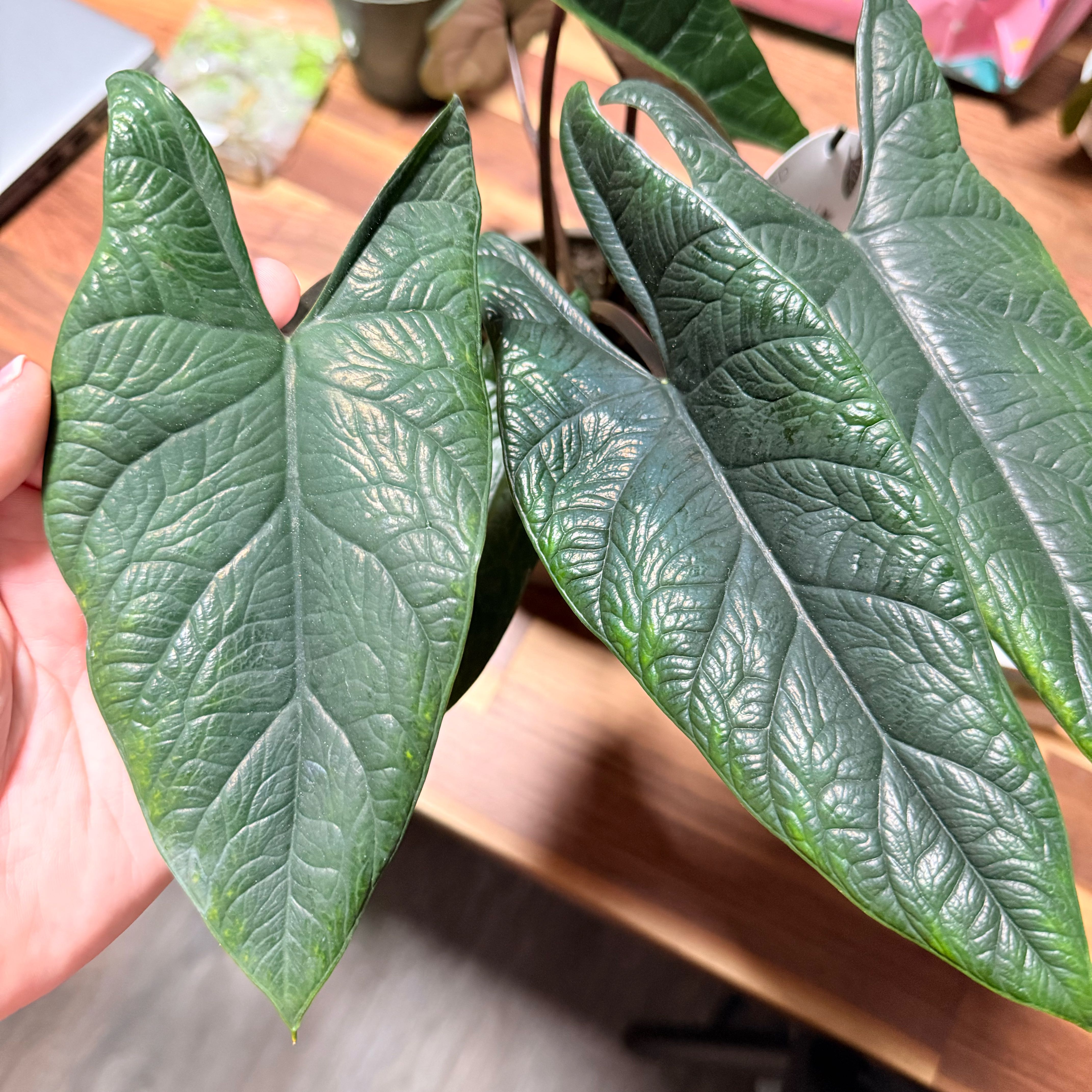 Photo of the plant species Red Scalprum by @PrimaryChaya71 named Huckleberry Fern on Greg, the plant care app