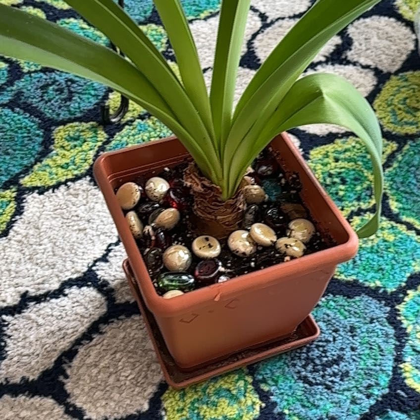 Photo of the plant species Amaryllis by @GoodRose53 named Peter Parker on Greg, the plant care app