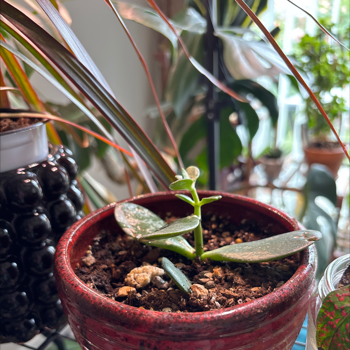 Photo of the plant species jade by @GoodRose53 named Athena on Greg, the plant care app
