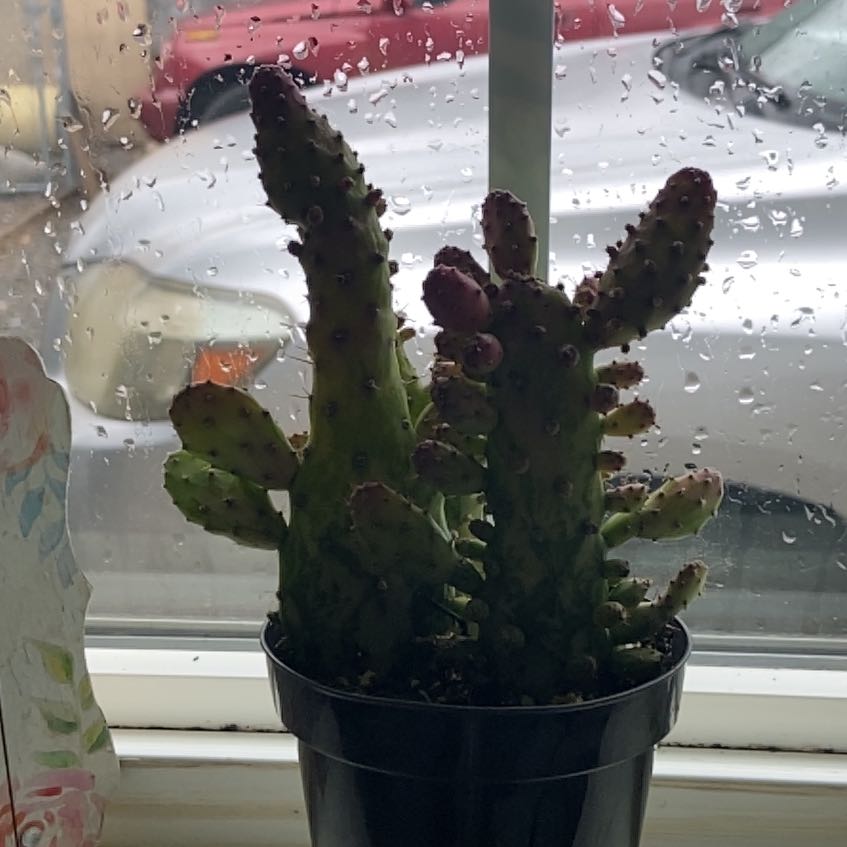 Photo of the plant species Variegated Cactus by @ProfoundLilac named Gretchen on Greg, the plant care app