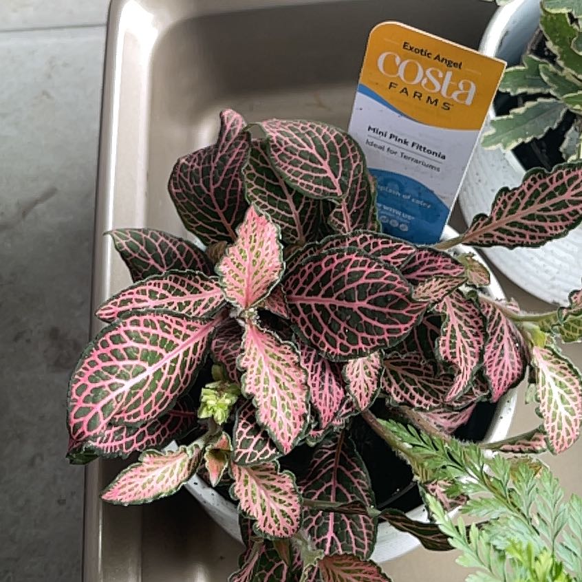 Photo of the plant species Pink Fittonia by @HilariousYuzu24 named Pinky on Greg, the plant care app