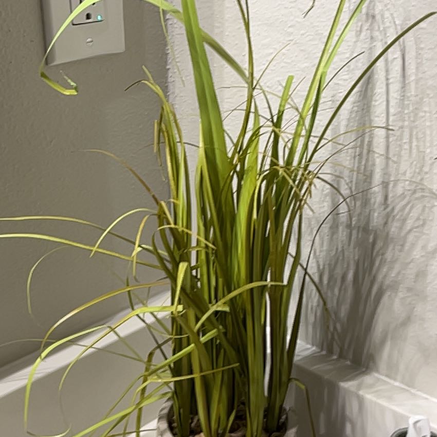 Photo of the plant species Earth Almond by @AnewCatpalm68 named Walt on Greg, the plant care app