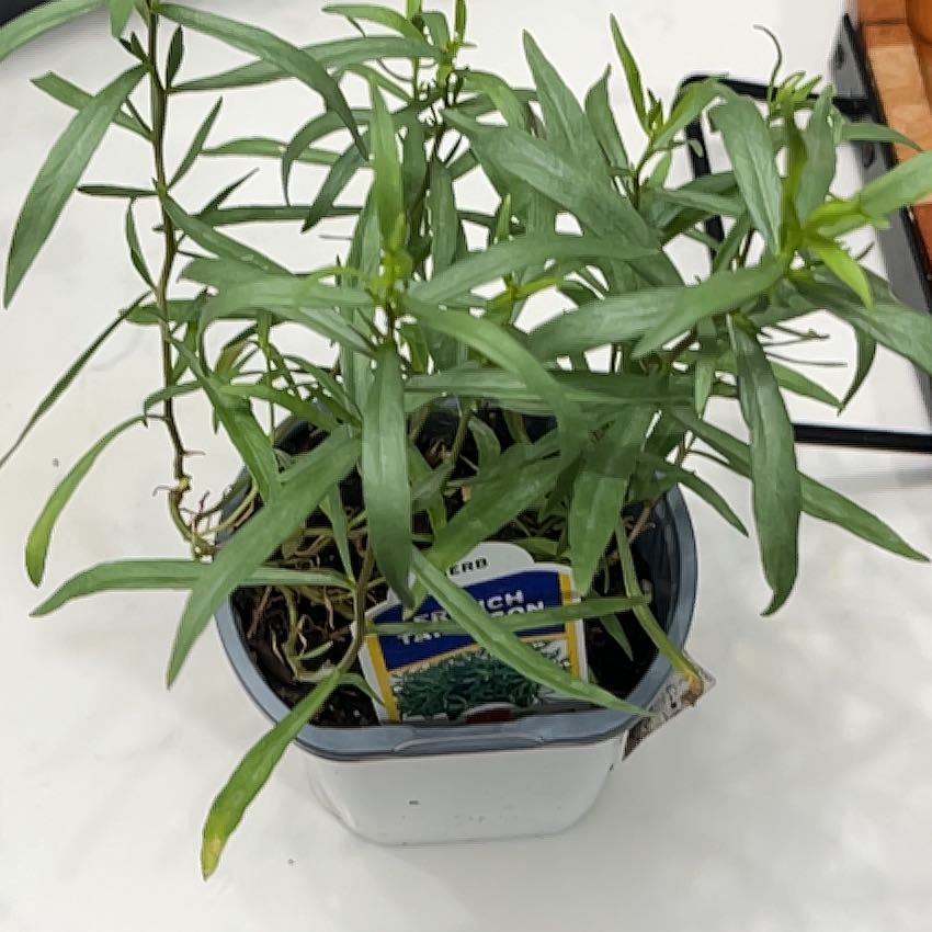 Photo of the plant species French Tarragon by @AnewCatpalm68 named Terrance on Greg, the plant care app