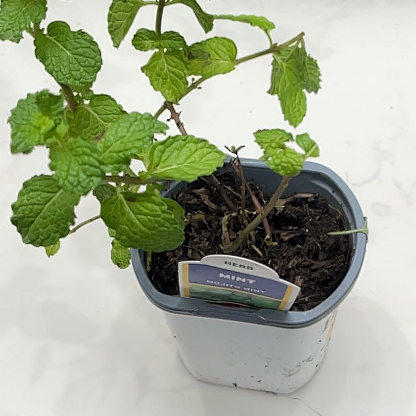 Photo of the plant species Mojito Mint by @AnewCatpalm68 named Mo Jo on Greg, the plant care app