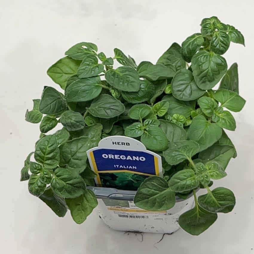 Photo of the plant species Oregano by @AnewCatpalm68 named Greg on Greg, the plant care app