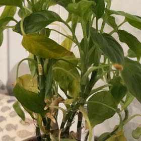 Photo of the plant species dumb canes by @JazzyLichen73 named Ronaldo on Greg, the plant care app