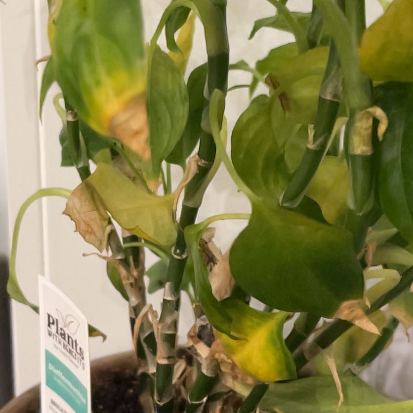 Photo of the plant species dumb canes by @JazzyLichen73 named Fernie Mercury on Greg, the plant care app