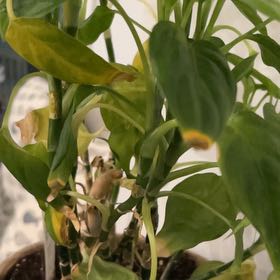 Photo of the plant species dumb canes by @JazzyLichen73 named Doja Cat on Greg, the plant care app