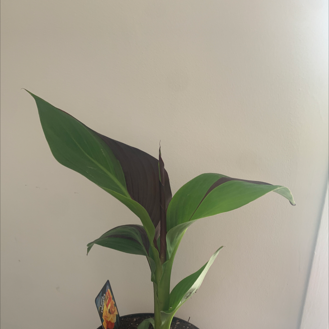 Plant care for Canna Cannova Series on Greg, the plant care app