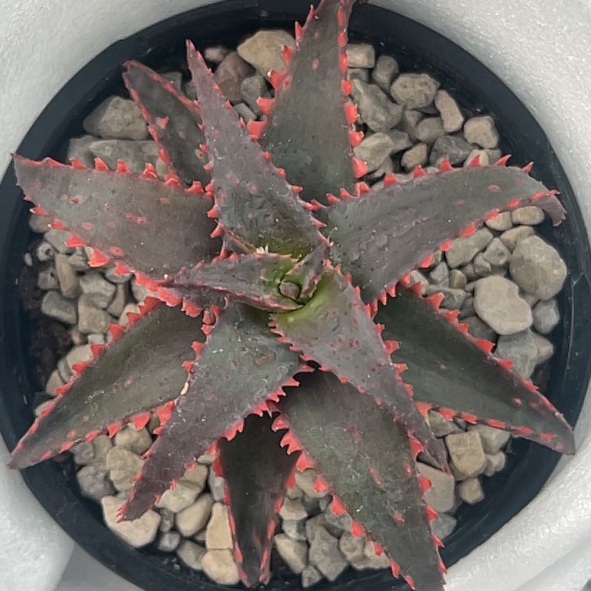 Photo of the plant species christmas carol by @SupaSadie.23 named Carol Baskin on Greg, the plant care app