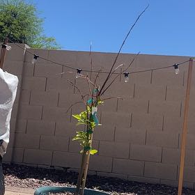 Photo of the plant species Dancy Tangerine Tree by @ChampTutu named Anne on Greg, the plant care app