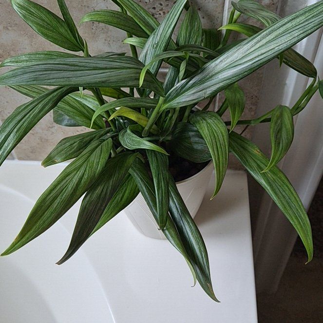 Photo of the plant species Silver Streak Plant by @MomentousSalsa named Queen on Greg, the plant care app